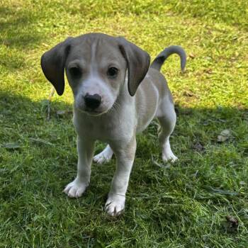 Coco Puff -  Feist Dog for Adoption in Spruce Pine, North Carolina - Coco Puff | PetCurious