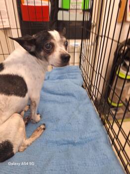 Rescue Rat Terrier and Mixed Breed Dogs for Adoption in Pomona, New York - Minnie | PetCurious