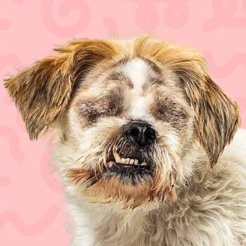 Chef Kiss -  Shih Tzu Dog for Adoption in Reno, Nevada - Chef Kiss | PetCurious
