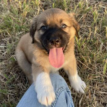 Brownie -  Great Pyrenees and Labrador Retriever Dog for Adoption in Sadler, Texas - Brownie | PetCurious