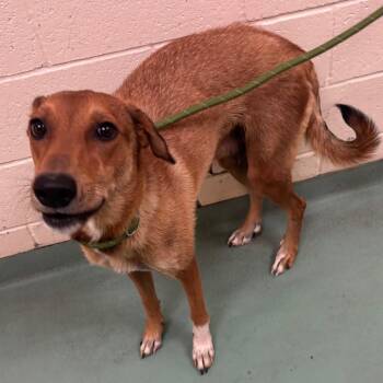 Cartier -  Mixed Breed Dog for Adoption in Memphis, Tennessee - Cartier | PetCurious