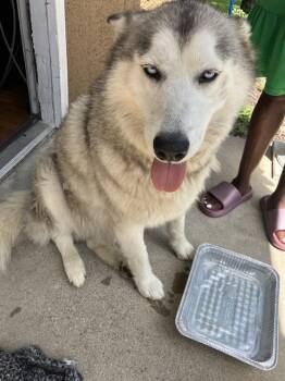 Mixed Breed Dogs Available for Adoption in Dallas, Texas - DIANA | PetCurious