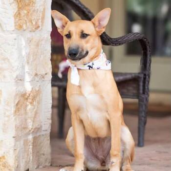 Zendaya is looking for a foster and adopter -  Mixed Breed Dog for Adoption in Redmond, Washington - Zendaya Is Looking For A Foster And Adopter | PetCurious