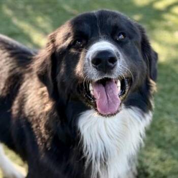 Rescue Border Collie Dogs for Adoption in Red Bluff, California - Ninja | PetCurious