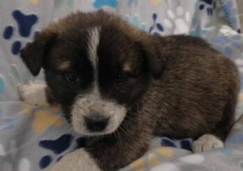 Geo -  Shepherd Dog Available for Adoption in Thief River Falls, Minnesota - Geo | PetCurious