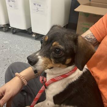 Rosemary -  Mixed Breed Dog for Adoption in Saint Joseph, Missouri - Rosemary | PetCurious