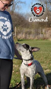 Rescue Cattle Dog Dogs for Adoption in Joliet, Illinois - Diamond | PetCurious