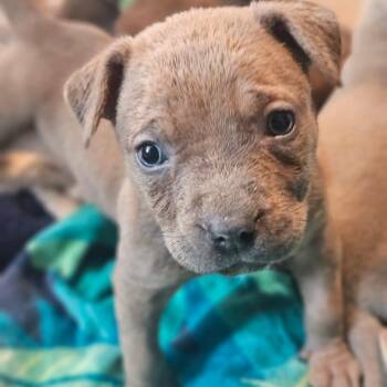 Boxer and Mixed Breed Dogs Available for Adoption - Revna(Puppy 4) | PetCurious