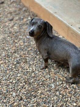 Dachshund Dogs Available for Adoption in Marshall, Texas - Tucker | PetCurious