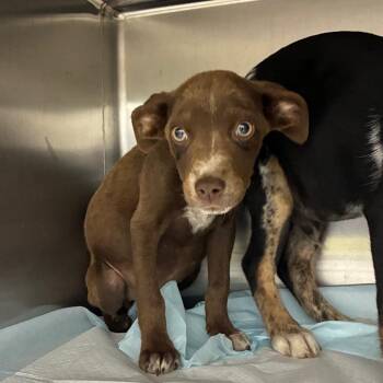 Honey butter -  Mixed Breed Dog for Adoption in Corbin, Kentucky - Honey Butter | PetCurious