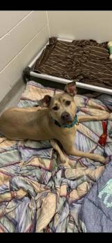 Mixed Breed Dogs Available for Adoption in Beatrice, Nebraska - Bo | PetCurious