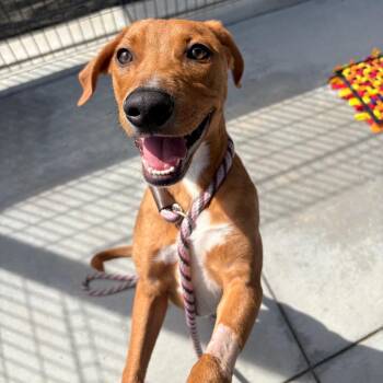 Catahoula Leopard Dog and Hound Dogs Available for Adoption - Xbox | PetCurious