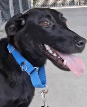 Retriever and Mixed Breed Dogs Available for Adoption in Voorhees Township, New Jersey - Lyric | PetCurious