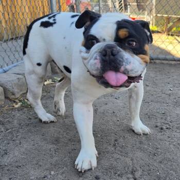 Buster -  English Bulldog Dog for Adoption in Spokane, Washington - Buster | PetCurious