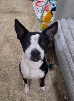 Annie -  Mixed Breed Dog for Adoption in Merriam, Kansas - Annie | PetCurious