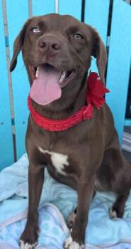 Mona 1627-26 -  Labrador Retriever and Mixed Breed Dog for Adoption in Cumming, Georgia - Mona 1627-26 | PetCurious