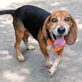 Bruce -  Beagle Dog for Adoption in Charlottesville, Virginia - Bruce | PetCurious