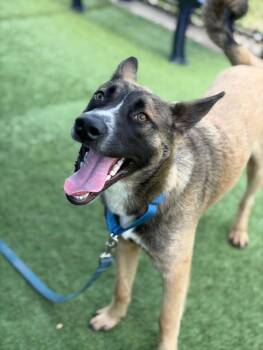 MICKEY -  German Shepherd Dog Dog for Adoption in Dallas, Texas - MICKEY | PetCurious