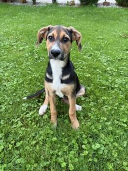 Sasha -  Hound and Labrador Retriever Dog for Adoption in Churchville, New York - Sasha | PetCurious