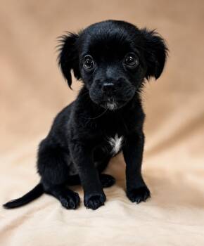 Pebbles 0149 -  Spaniel Dog for Adoption in Waldorf, Maryland - Pebbles 0149 | PetCurious