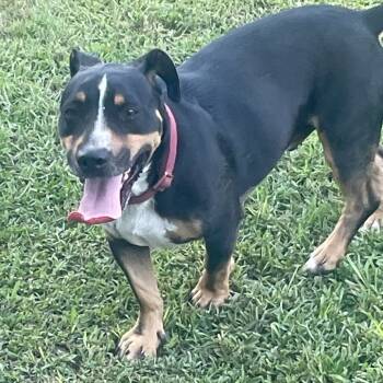 Rescue Basset Hound and Mixed Breed Dogs for Adoption in Quincy, Florida - BRODY | PetCurious