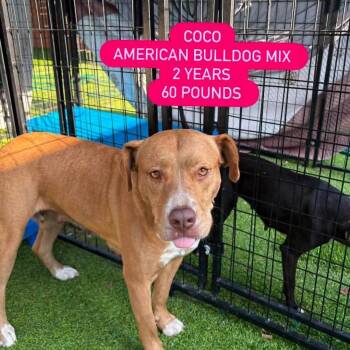 American Bulldog and Chihuahua Dogs Available for Adoption in Tampa, Florida - Coco | PetCurious