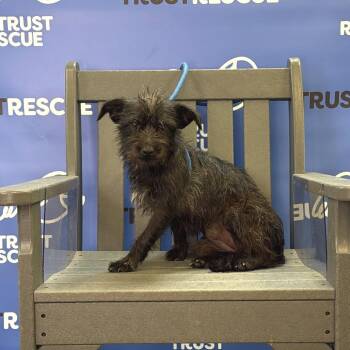 CAROLINA -  Terrier Dog for Adoption in Waterford, New Jersey - CAROLINA | PetCurious