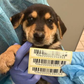 Ashvini -  Mixed Breed Dog for Adoption in Charleston, West Virginia - Ashvini | PetCurious