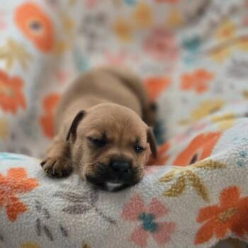 Cannoli -  Mixed Breed Dog for Adoption in Fayetteville, Arkansas - Cannoli | PetCurious