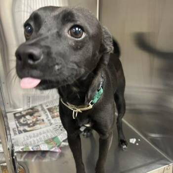 Apollo -  Mixed Breed Dog for Adoption in Knoxville, Tennessee - Apollo | PetCurious
