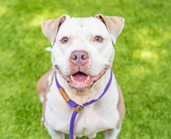 Rescue Pit Bull Terrier Dogs for Adoption in San Jose, California - SANGIE | PetCurious