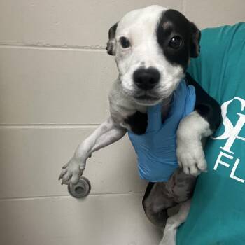 Popcorn -  Labrador Retriever and Mixed Breed Dog for Adoption in Lakeland, Florida - Popcorn | PetCurious