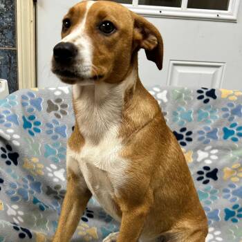 Angel -  Labrador Retriever and Beagle Dog for Adoption - Angel | PetCurious