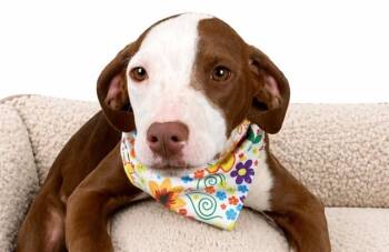 Australian Shepherd and Mixed Breed Dogs Available for Adoption in Fort Lauderdale, Florida - POSY | PetCurious