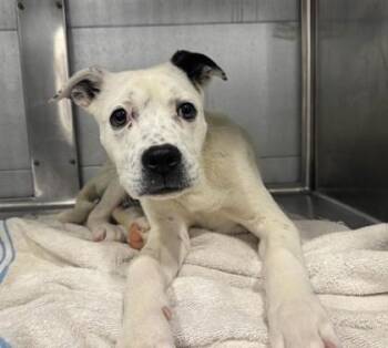 Rocket -  Pit Bull Terrier and Mixed Breed Dog for Adoption in Fresno, California - Rocket | PetCurious
