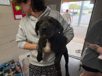 Mixed Breed Dogs Available for Adoption in Murray, Kentucky - Miguel | PetCurious