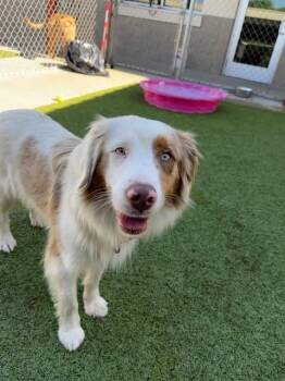Australian Shepherd Dogs Available for Adoption in Fayetteville, Arkansas - Keller  | PetCurious