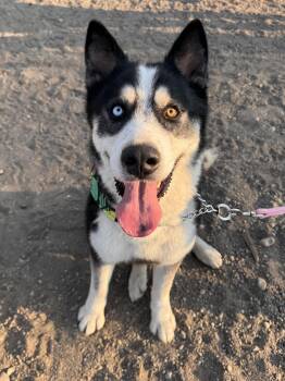 Rescue Husky Dogs for Adoption in Olympia, Washington - Ranger | PetCurious