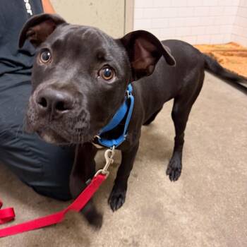 September -  Mixed Breed Dog for Adoption in Pittsburgh, Pennsylvania - September | PetCurious