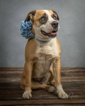 Mixed Breed Dogs Available for Adoption - Darcy | PetCurious