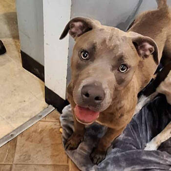 Rescue Mixed Breed Dogs for Adoption in Boaz, Alabama - Mandy | PetCurious