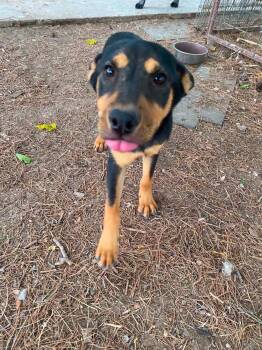 Happy -  Terrier Dog for Adoption in Uxbridge, Massachusetts - Happy | PetCurious