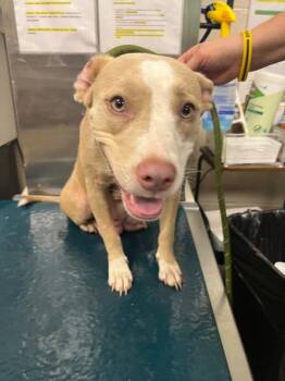 Matcha -  American Bulldog Dog for Adoption in Mobile, Alabama - Matcha | PetCurious