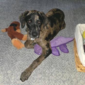Jordan -  Catahoula Leopard Dog and Great Dane Dog for Adoption in Kansas City, Missouri - Jordan | PetCurious