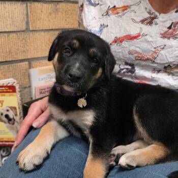 Bea -  Doberman Pinscher and Mixed Breed Dog for Adoption in Austin, Texas - Bea | PetCurious