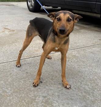 Jack Russell Terrier Dogs Available for Adoption - Reeses | PetCurious