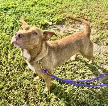Royalty -  Mixed Breed Dog for Adoption in Vero Beach, Florida - Royalty | PetCurious