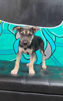 RAMBO -  Shepherd and Bulldog Dog for Adoption in Vandergrift, Pennsylvania - RAMBO | PetCurious