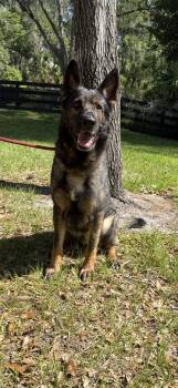 German Shepherd Dog Dogs Available for Adoption in Oviedo, Florida - Floki | PetCurious
