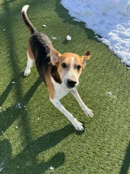 Hound Dogs Available for Adoption - Gilbert | PetCurious